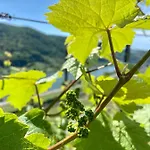 Appartamento Auf Der Moselhoehe - Naehe Koblenz Und Cochem *