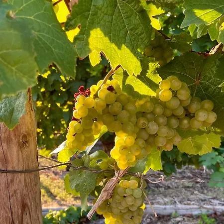 Auf Der Moselhoehe - Naehe Koblenz Und Cochem * Dieblich