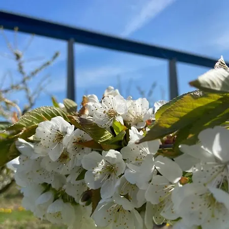 Auf Der Moselhoehe - Naehe Koblenz Und Cochem *