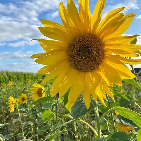 Auf Der Moselhoehe - Naehe Koblenz Und Cochem Dieblich