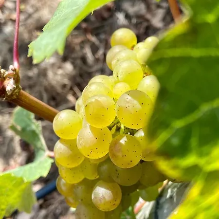 Appartamento Auf Der Moselhoehe - Naehe Koblenz Und Cochem