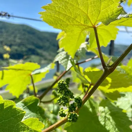 아파트 Auf Der Moselhoehe - Naehe Koblenz Und Cochem *