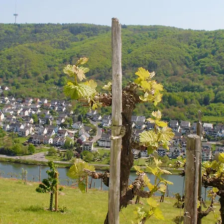 Auf Der Moselhoehe - Naehe Koblenz Und Cochem Dieblich