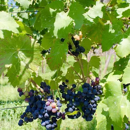 Auf Der Moselhoehe - Naehe Koblenz Und Cochem Apartman *