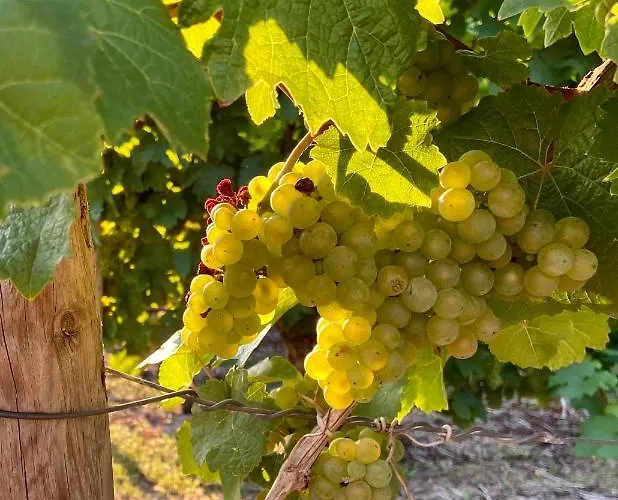 Auf Der Moselhoehe - Naehe Koblenz Und Cochem * Dieblich