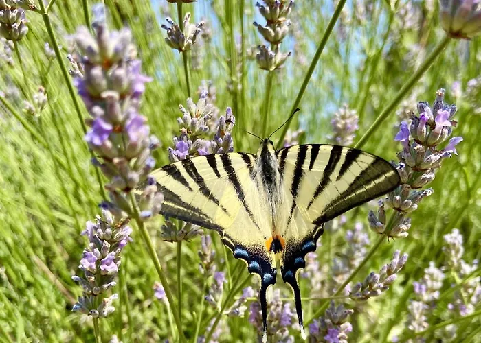 Auf Der Moselhoehe - Naehe Koblenz Und Cochem