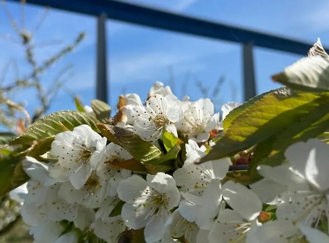 Auf Der Moselhoehe - Naehe Koblenz Und Cochem *