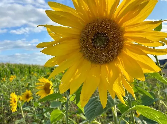 Auf Der Moselhoehe - Naehe Koblenz Und Cochem Dieblich