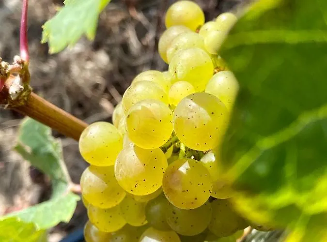 Appartement Auf Der Moselhoehe - Naehe Koblenz Und Cochem