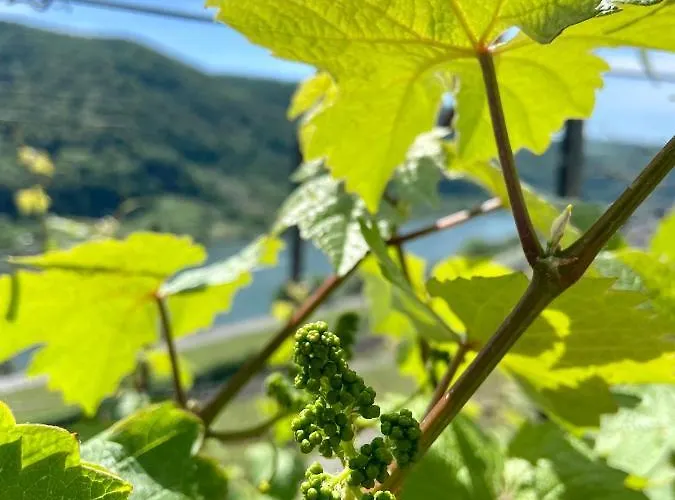 Appartement Auf Der Moselhoehe - Naehe Koblenz Und Cochem *