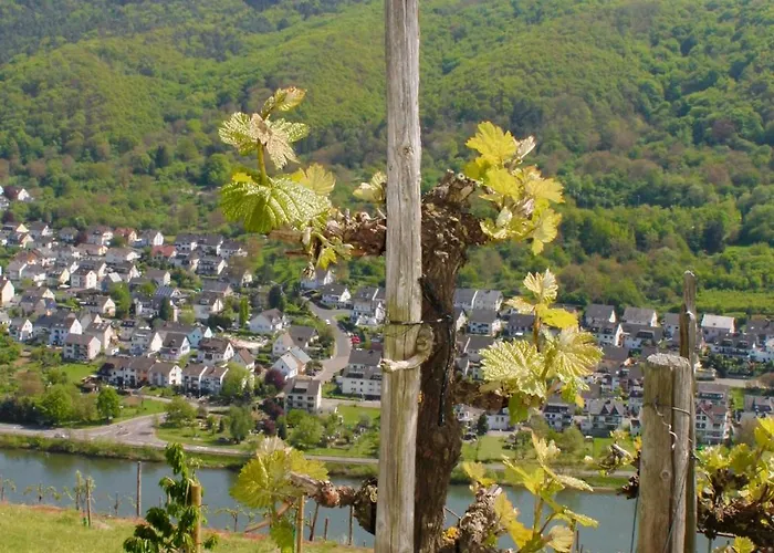 Auf Der Moselhoehe - Naehe Koblenz Und Cochem Dieblich