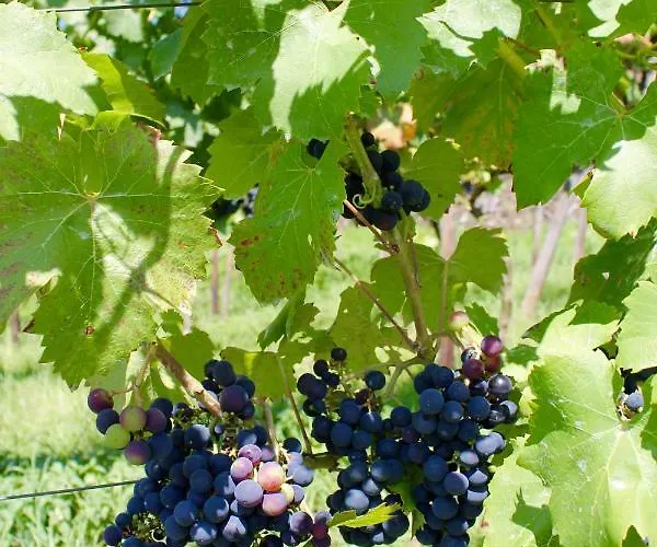 Auf Der Moselhoehe - Naehe Koblenz Und Cochem Appartement *